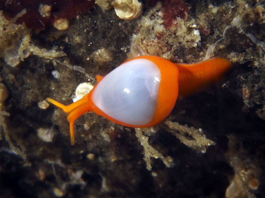 Crithe cossinea
